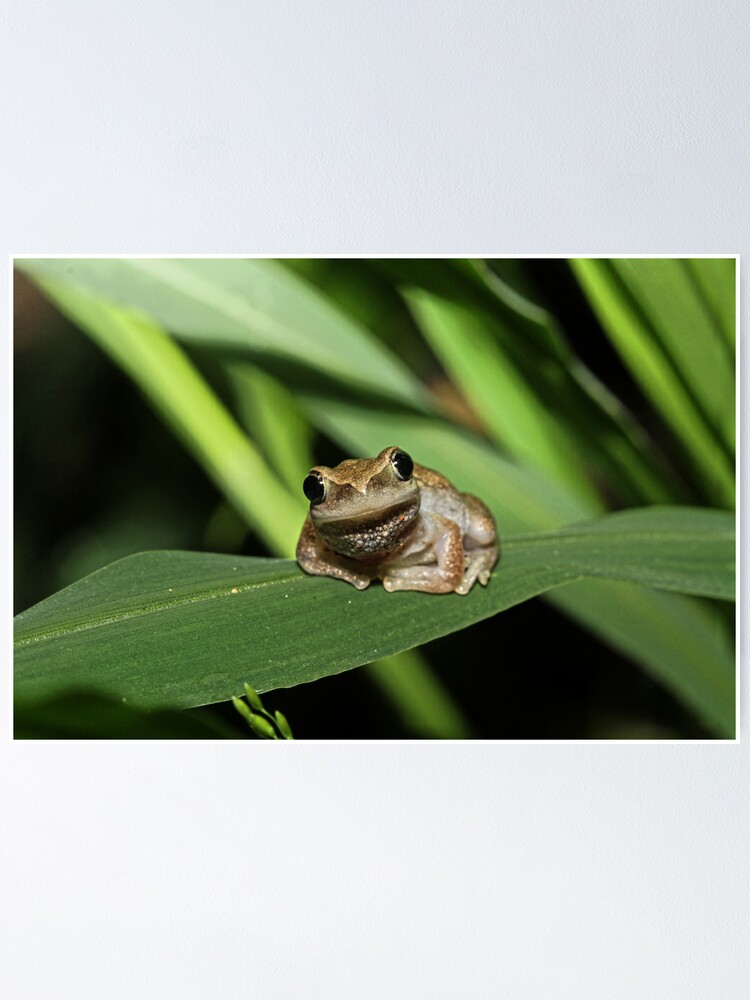 Alternate view of Hello Frog Poster