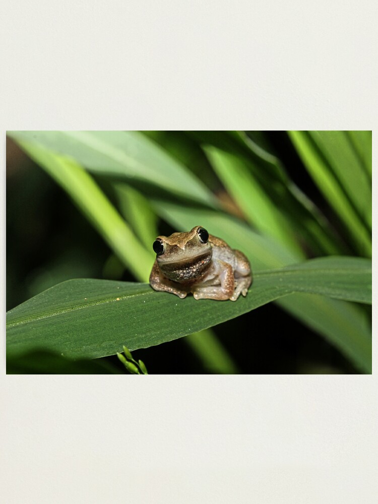 Alternate view of Hello Frog Photographic Print