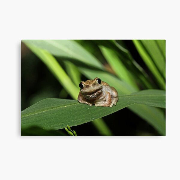 Hello Frog Canvas Print