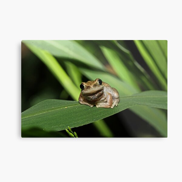 Hello Frog Metal Print