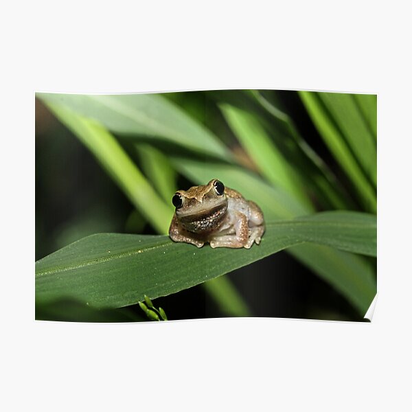 Hello Frog Poster