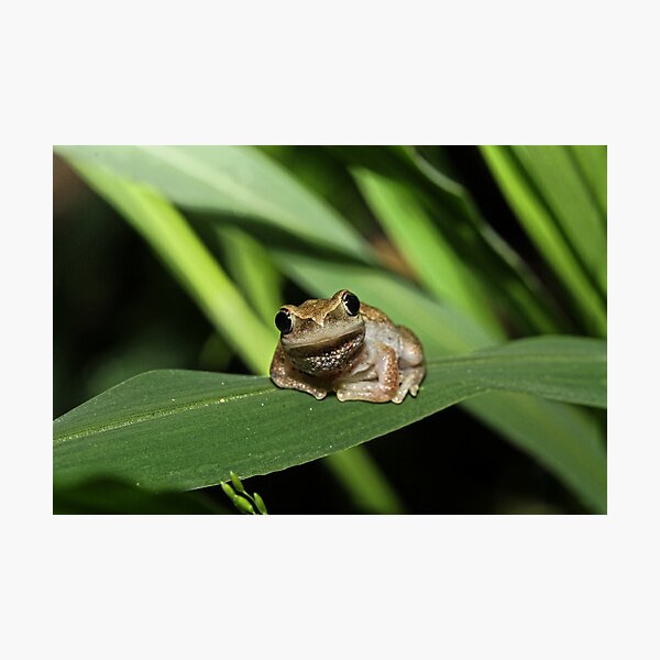 Hello Frog Photographic Print
