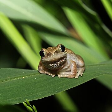 Artwork thumbnail, Hello Frog by Trevor Farrell