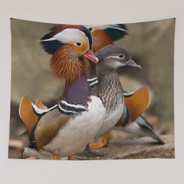 Item preview, Mandarine Ducks designed and sold by JBlaminsky.