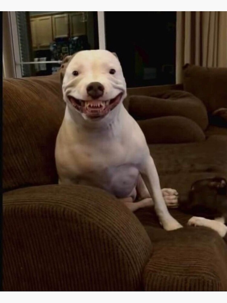 Dog Getting Hit By Frisbee