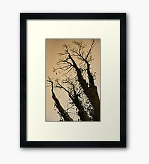 Eucalyptus Framed Print