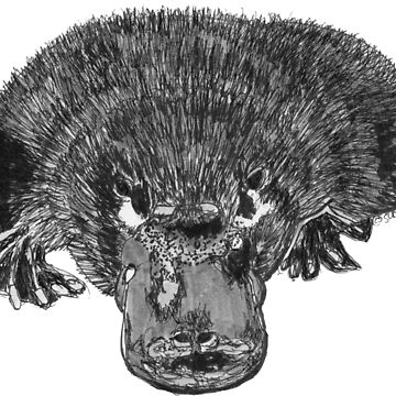 Artwork thumbnail, Puddles the Platypus by Wildcard-Sue