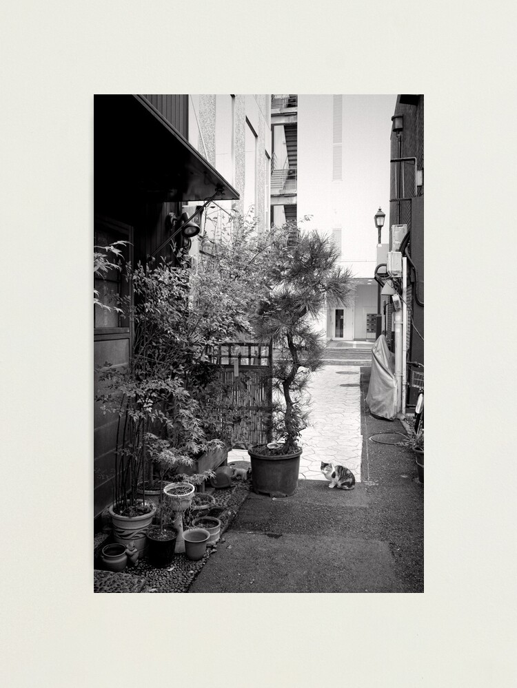Alternate view of Ginza alley cat - Japan Photographic Print