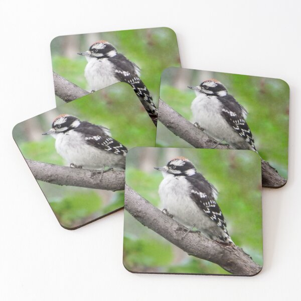 Item preview, Downy Woodpecker designed and sold by shotsfromthehip.