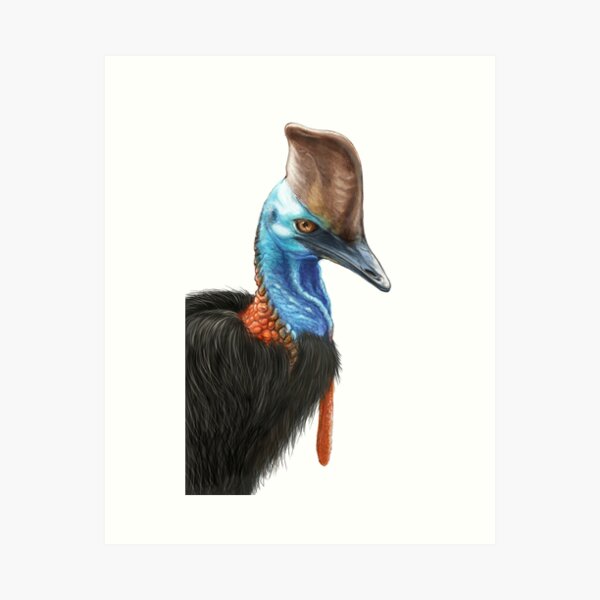Cassowary - by Nadya Neklioudova Art Print