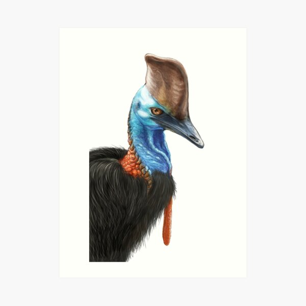 Cassowary - by Nadya Neklioudova Art Print