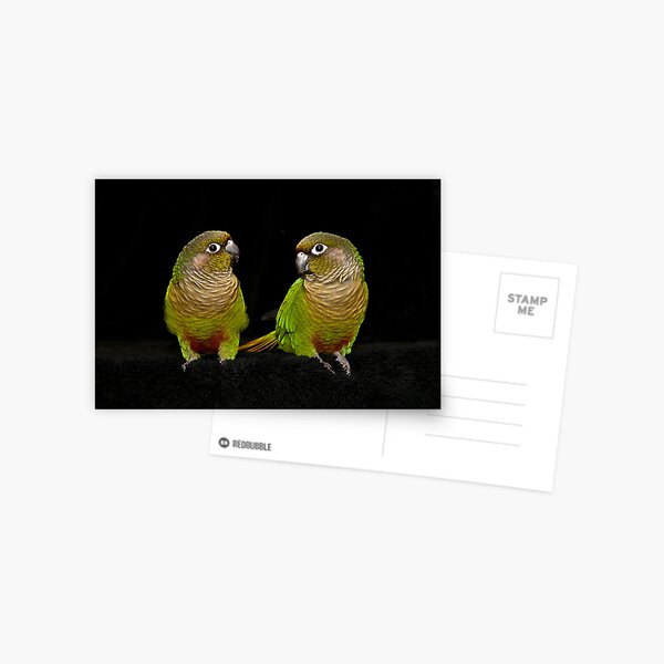 Conure Couple Postcard