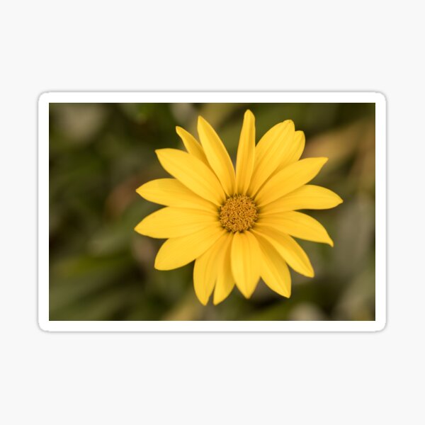 yellow Sticker