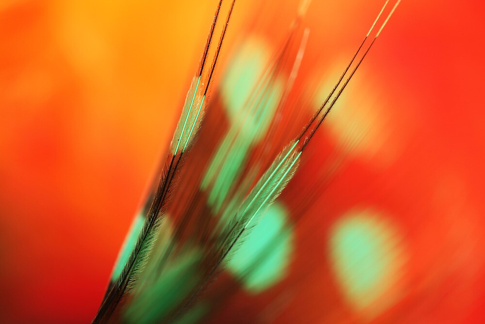 “Feather Abstract in Orange” by Sharon Johnstone | Redbubble