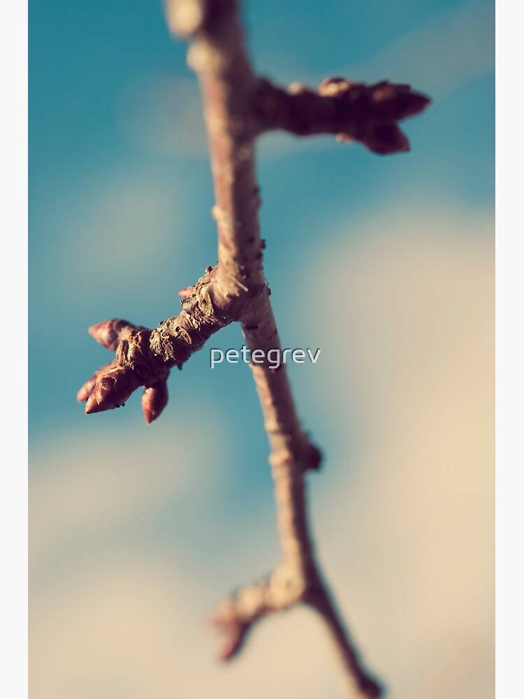 Day 189 - 15th January 2012 by petegrev