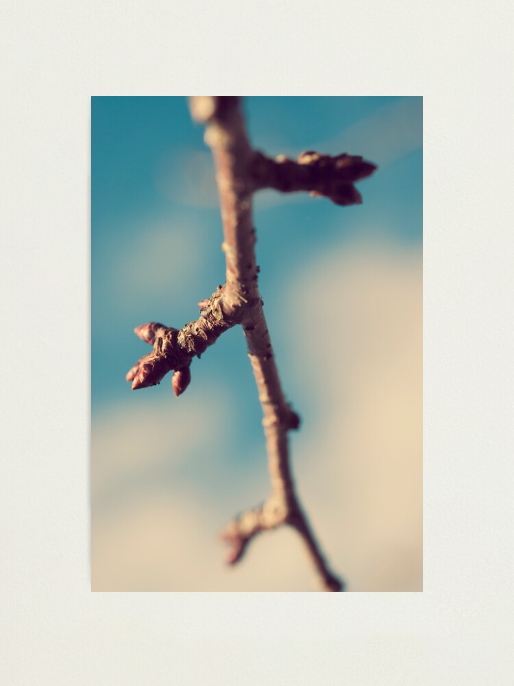Alternate view of Day 189 - 15th January 2012 Photographic Print