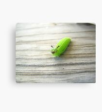 caterpillar Canvas Print