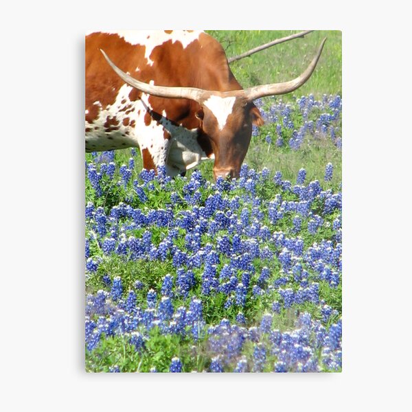 Small Rustic Western Longhorn Steer Texas Flag Star Bluebonnets Wall Mounted 
