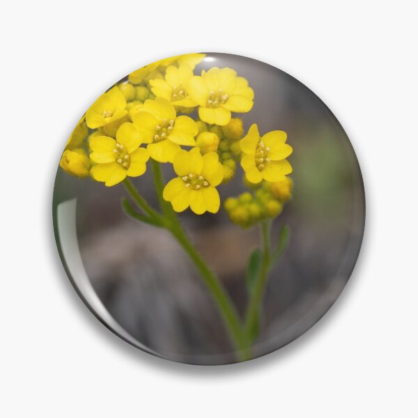 Item preview, A yellow alyssum (Alysum saxatile) in spring designed and sold by JPopov.