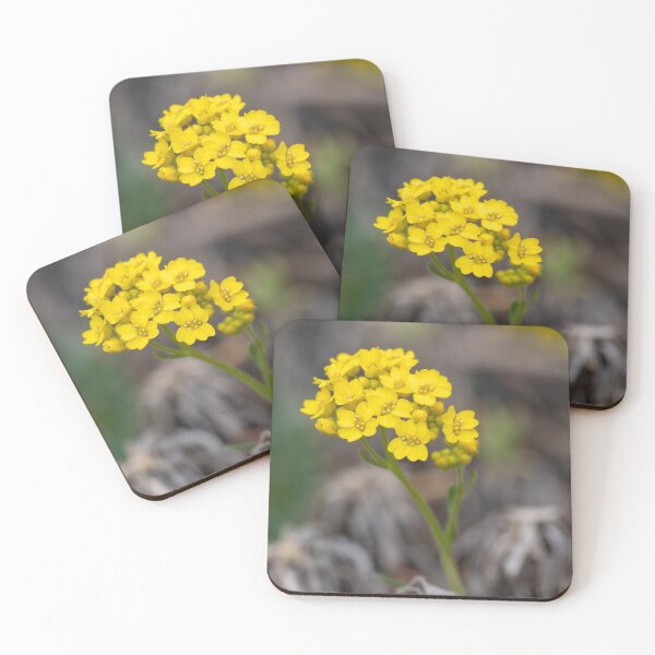 Item preview, A yellow alyssum (Alysum saxatile) in spring designed and sold by JPopov.