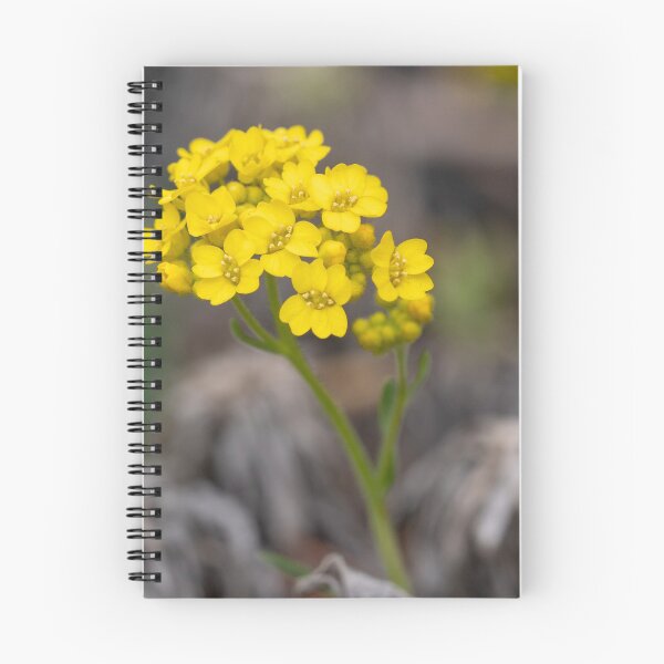 Item preview, A yellow alyssum (Alysum saxatile) in spring designed and sold by JPopov.