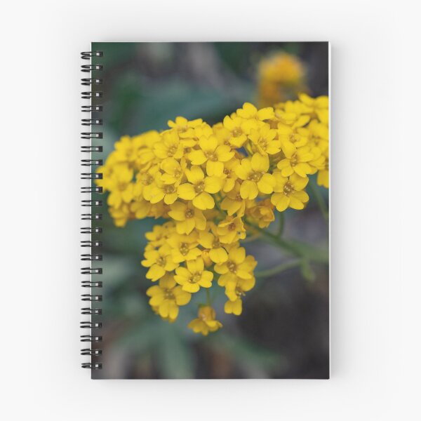 Item preview, A yellow alyssum (Alysum saxatile) in spring designed and sold by JPopov.