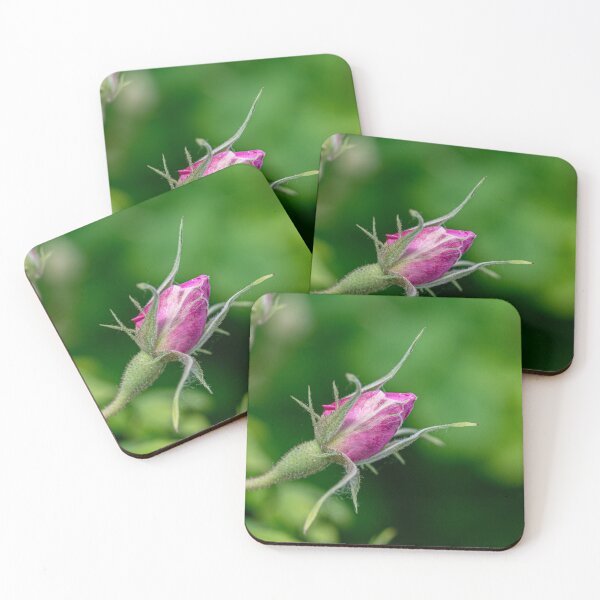 Item preview, Alpine rose pink flower bud ,Rosa pendulina designed and sold by JPopov.