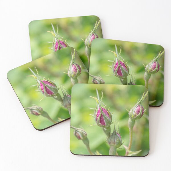 Item preview, Alpine rose pink flower bud ,Rosa pendulina designed and sold by JPopov.