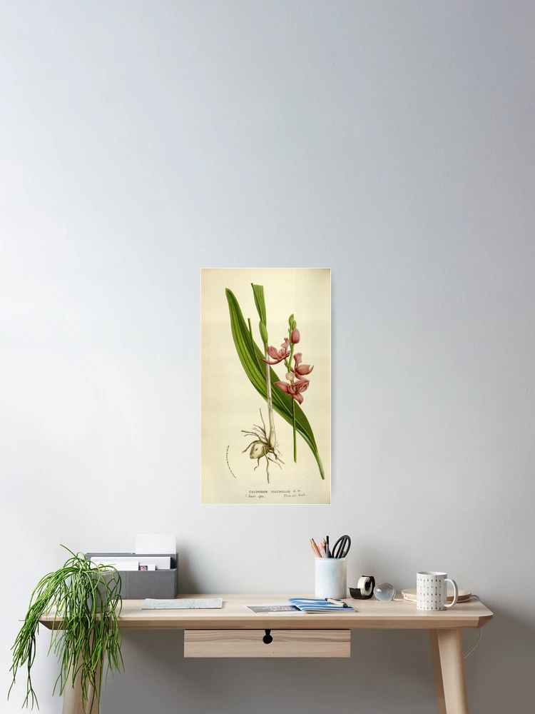 Imagen 2 de 3, Póster con la obra Flore des serres et des..., diseñada y vendida por Rodeoclash.