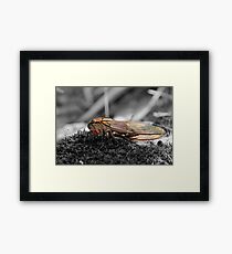 Lone Cicada Framed Print
