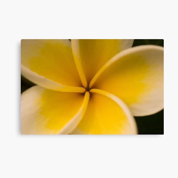 in close Canvas Print