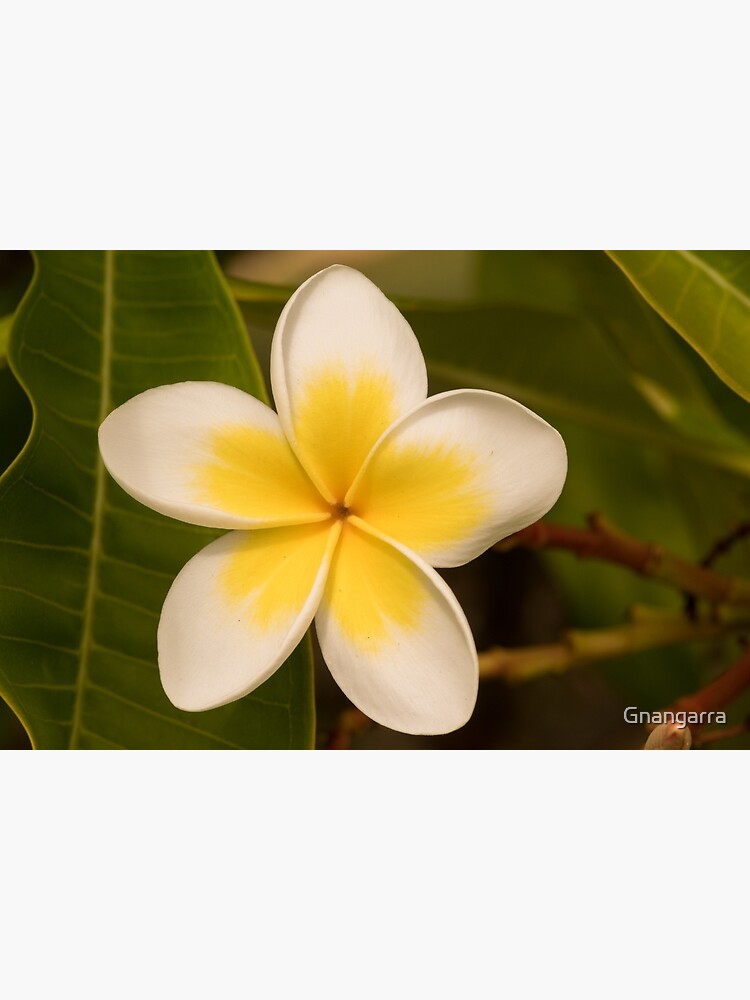 frangipani too by Gnangarra