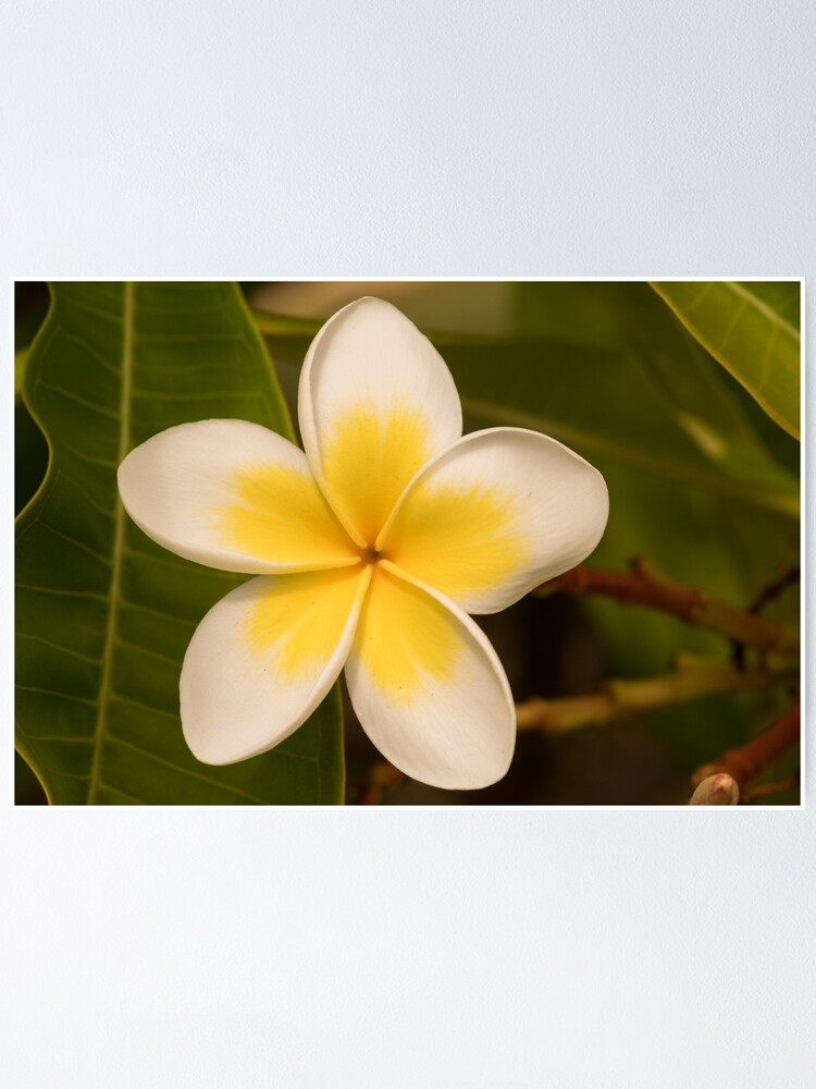 Alternate view of frangipani too Poster