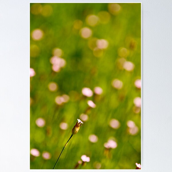 Item preview, Divine beauty designed and sold by Nina  Matthews Photography.