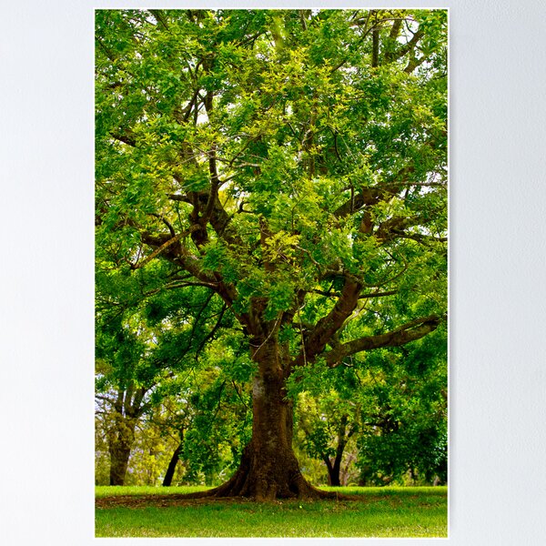 Big Beautiful Treeee Poster