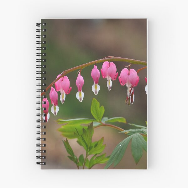 Item preview, Macro spring bleeding hearts flowers in heart shape designed and sold by JPopov.