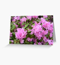 Azaleas Greeting Card