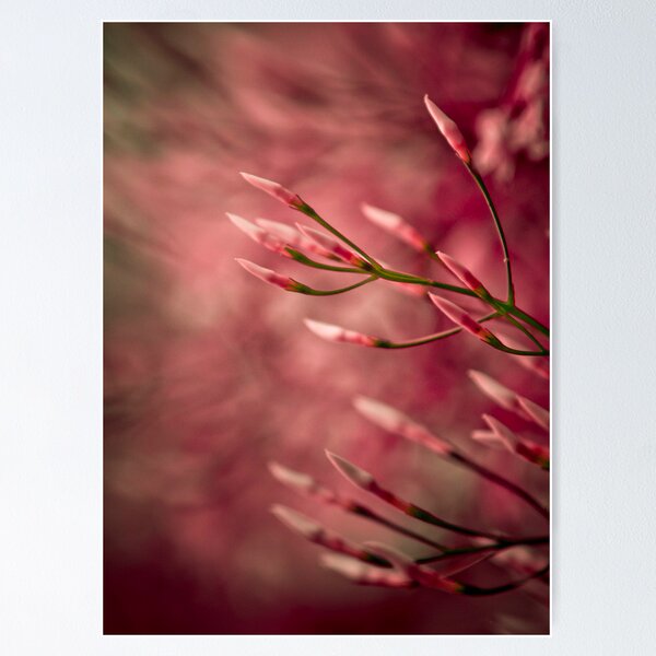 Item preview, Dashing  designed and sold by Nina  Matthews Photography.