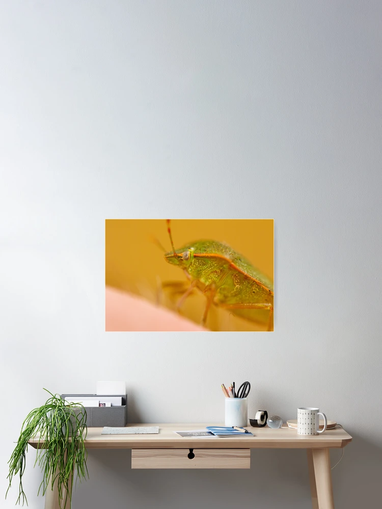 Thumbnail 2 von 3, Poster, Green Shield Bug (Palomena prasina) designt und verkauft von Tadas Svetikas.