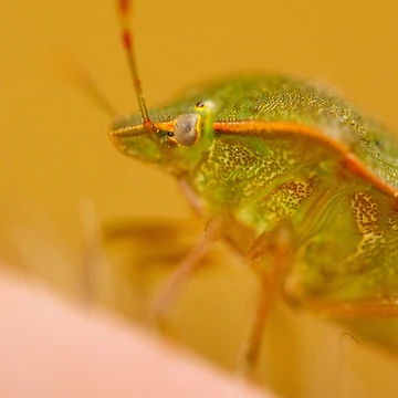Vorschaubild zum Design Green Shield Bug (Palomena prasina) von Tadas Svetikas