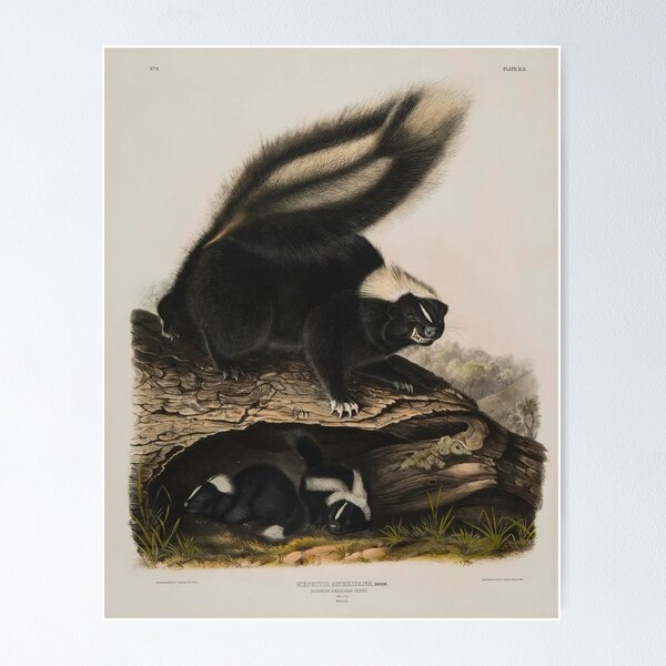 Item preview, Skunk - John James Audubon designed and sold by Vintage Designs +.