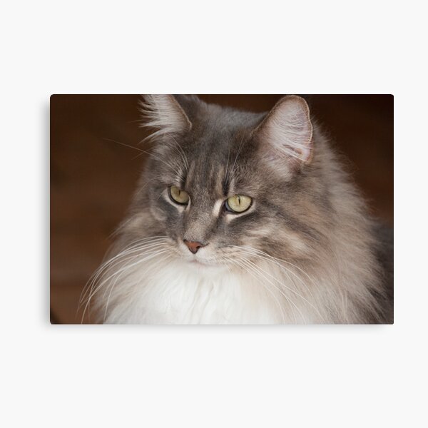 Maine Coon Cat Canvas Print