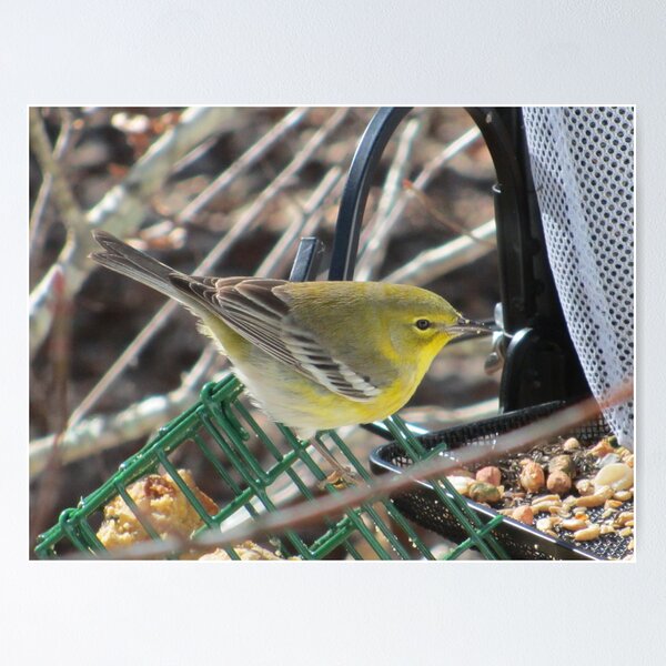 Item preview, Pine Warbler Outside Window designed and sold by GreyFeather.