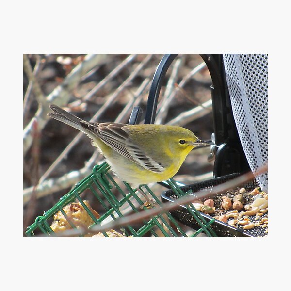 Item preview, Pine Warbler Outside Window designed and sold by GreyFeather.