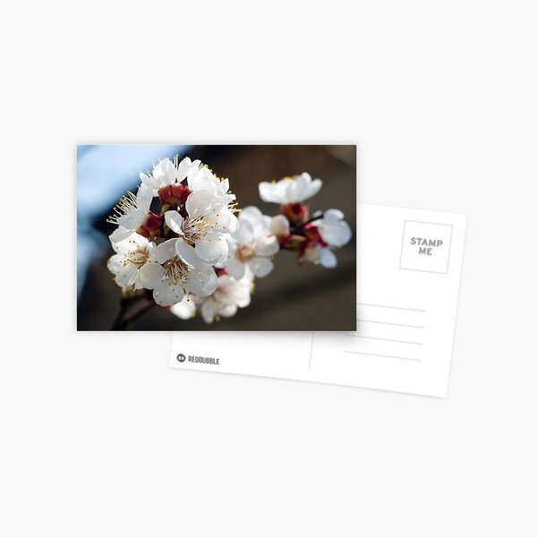 Appricot blossom Postcard