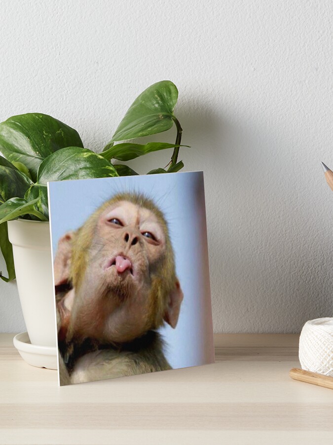 Singe Qui Tire La Langue Art Board Print By Mael350 Redbubble