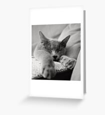 Russian Blue Greeting Card