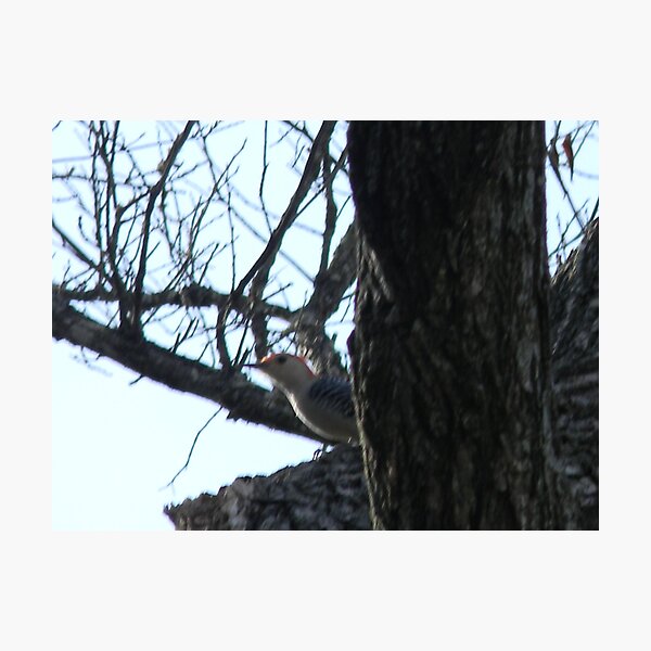 Item preview, Red-Bellied Woodpecker Says, "What?" designed and sold by Navigator.