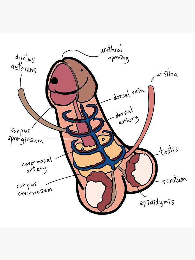 Dictionar Medical Cavernosografie