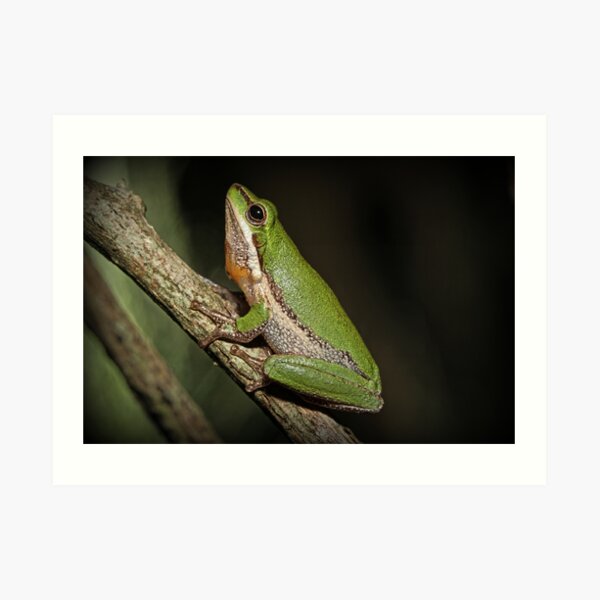 Art Print